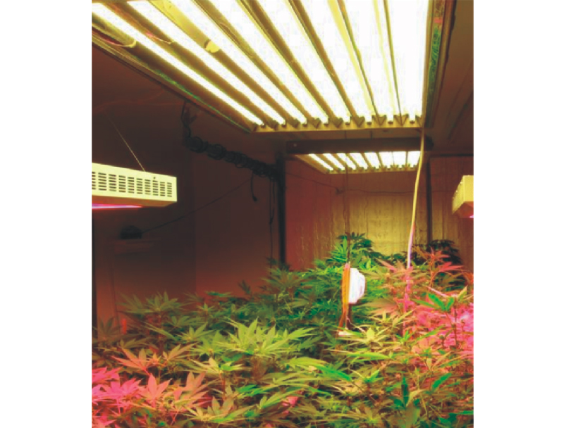 ֱ����ֲ������ӫ��ƹ�